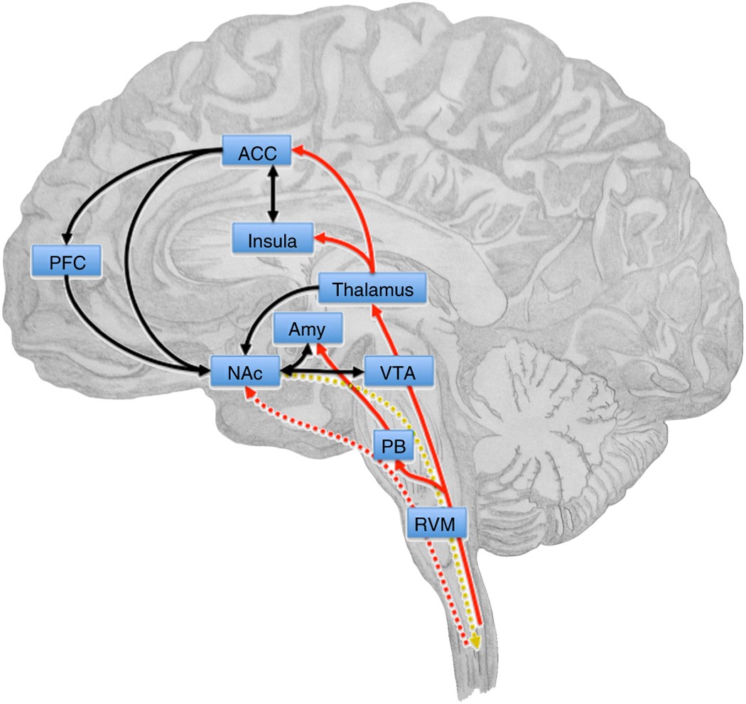 Shelby Analysis Ganglionic: Unveiling the Mysteries of Neurobiological Insights